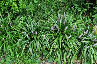 Liriope szafirkowata