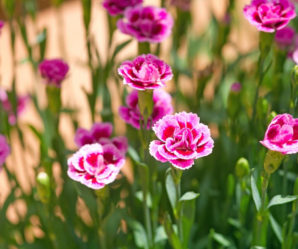 Goździk ogrodowy (Dianthus caryophyllus)