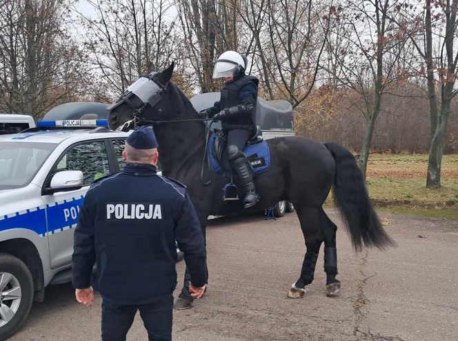 Atestacja koni służących w łódzkiej policji i straży miejskiej