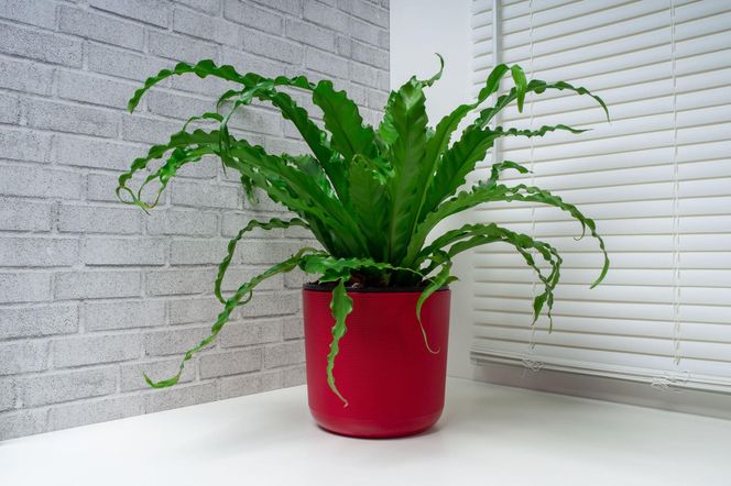 Asplenium antiquum