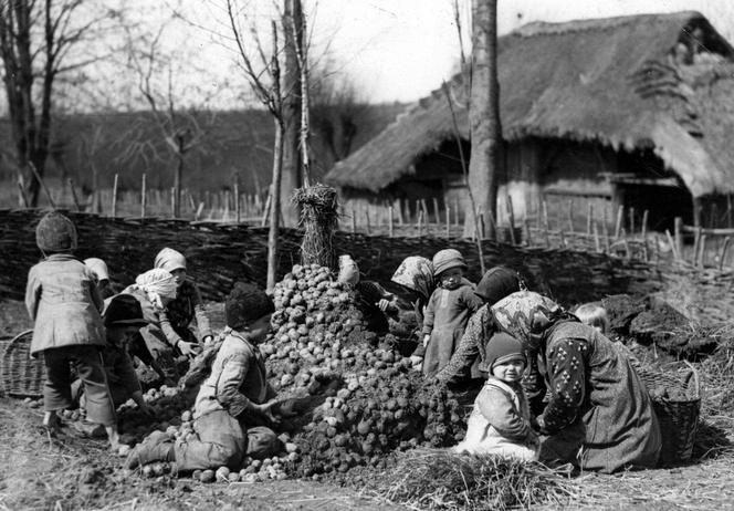 Wiejska rodzina przebiera ziemniaki do sadzenia, 1934