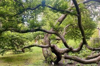 Ogród Dydaktyczny przy siedzibie Zespołu Parków Krajobrazowych w Jerzwałdzie