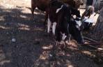 Krowy w gospodarstwie w Surażu