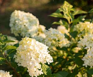 Hortensja bukietowa 'Limelight'