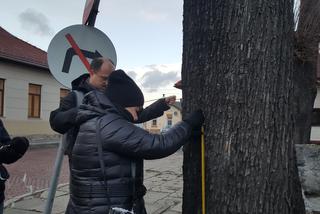 Społecznicy inwentaryzują drzewa w mieście. W Żywcu mieszkańcy chcą ochronić drzewa przed niekontrolowaną wycinką [ZDJĘCIA]