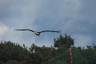 Bocian zamieszkał na wysypisku śmieci pod Kaliszem