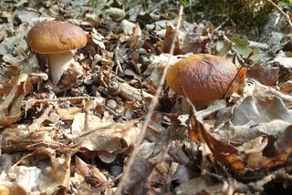 Grzyby już wychodzą z lasu