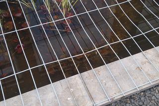 Rybka spadła z nieba