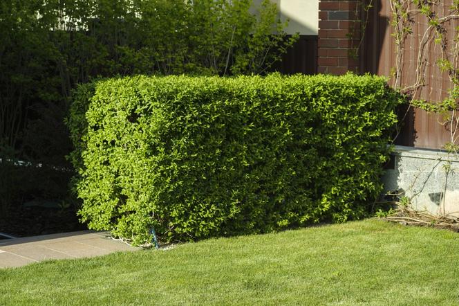 Bukszpan wieczniezielony