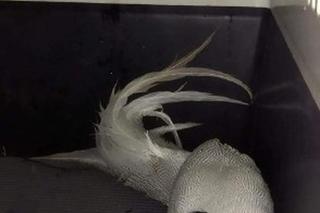 Bażant srebrzysty w Wawrze