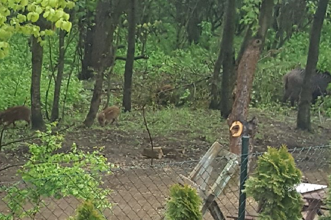 Dziki podeszły pod dom przy Siewnej.