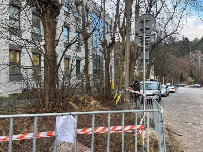 Sopot. Dziki urodziły się obok parkingu. Maciora i warchlaki przy Centrum Opieki Geriatrycznej