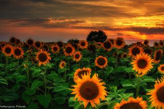 Słonecznikowy zachód słońca! [ZDJĘCIE DNIA]