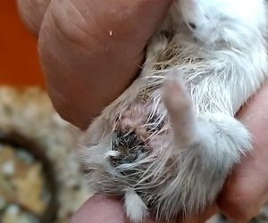 Dramatyczna interwencja w sklepie zoologicznym na Śląsku. Zwierzęta przetrzymywane w skandalicznych warunkach