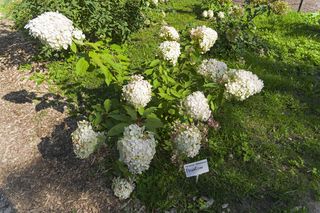 Hortensja bukietowa 'Phantom'