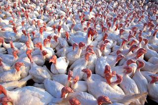 20 ognisk ptasiej grypy w powiecie kaliskim! Zagazowano już 400 tys. sztuk drobiu