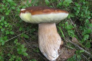 Kalendarz grzybiarza 2023. Te grzyby zbieraj we wrześniu i październiku na Podkarpaciu 