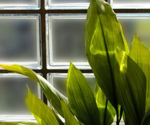 Aspidistra