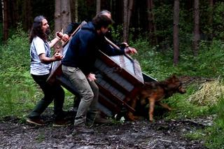 Rozjechany wilk odzyskał zdrowie i wrócił na wolność [GALERIA]