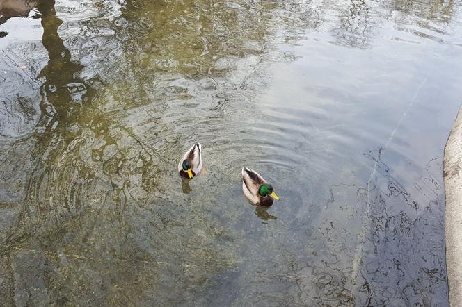 Cieszą się mieszkańcy i ...kaczki. Czysta woda w Parku Kościuszki w Lesznie [FOTO/VIDEO] 