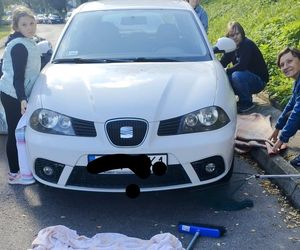 Kot pod maską samochodu w Czechowicach-Dziedzicach. Heroiczna walka fundacji i mieszkańców