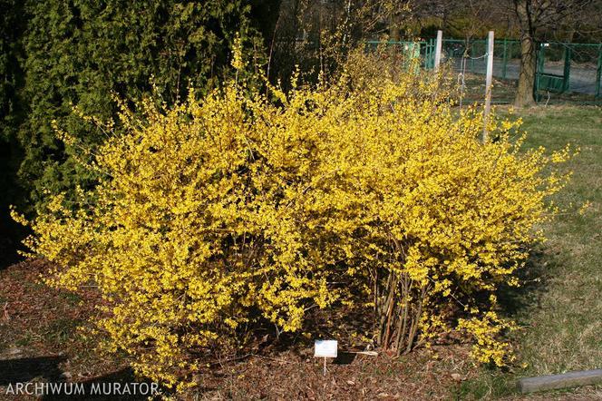 Forsycja