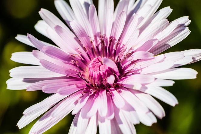 Pępawa czerwona - Crepis rubra