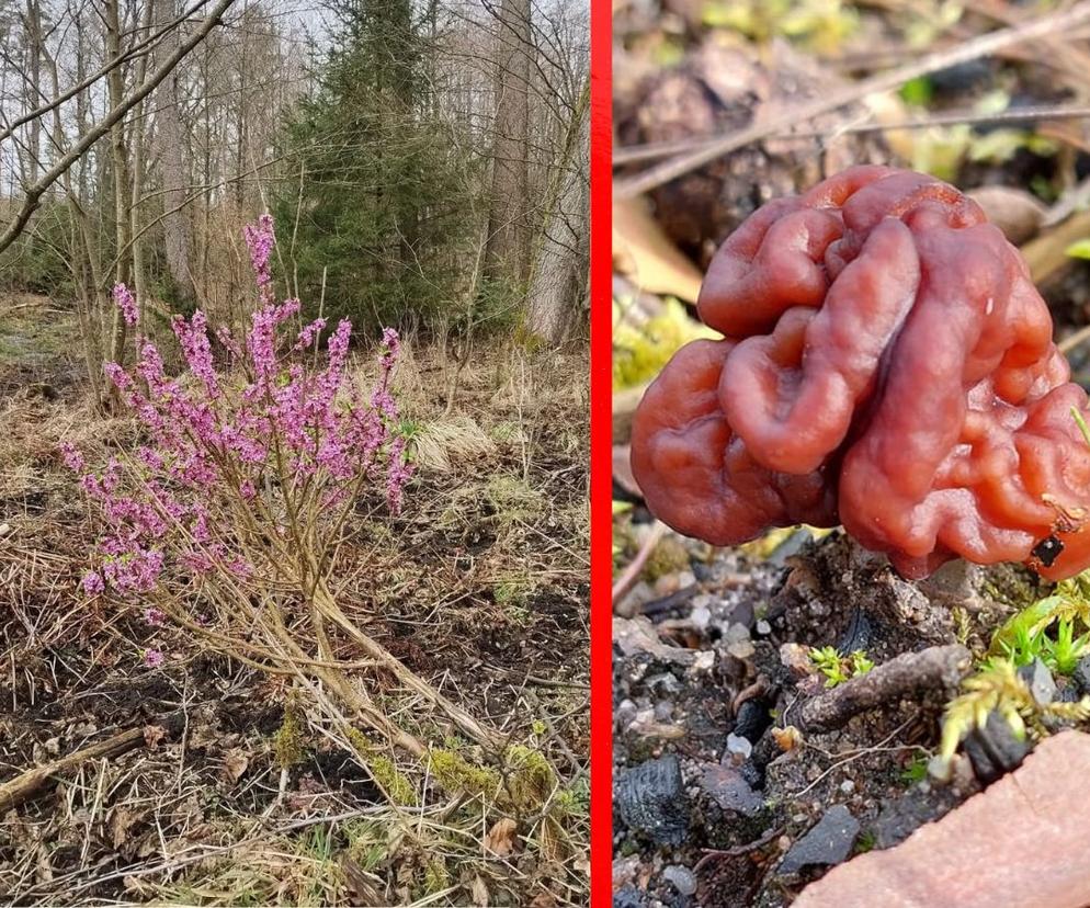 Wawrzynek Wilczełyko, Piestrzenica Kasztanowata