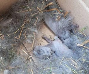 Karton z małymi królikami pozostawiony przy śmietniku w Orzeszu
