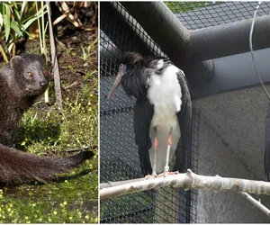 Oto nowi mieszkańcy zamojskiego Zoo. Poznajcie mangustę błotną i bociany białobrzuche!