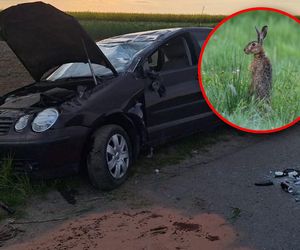 Na drogę nagle wybiegł zając. Volkswagen z 20-latką dachował na poboczu
