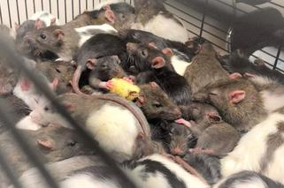 Tarnów: Mały pokoik, a w nim 130 szczurów. Zwierzęta szukają domu