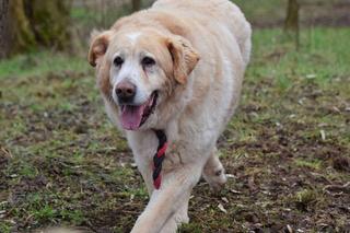 Olimp czeka na nowy dom