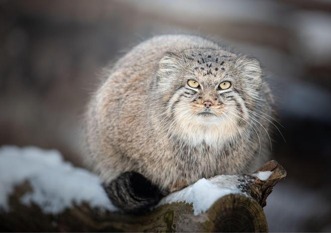 Zima w zoo we Wrocławiu. Zobacz, jak zwierzaki radzą sobie w chłodne dni 