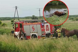 Z wody wystawała tylko głowa. Mężczyzna rzucił się na ratunek, ale nie dał rady