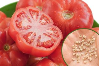 Jak zbierać nasiona pomidorów?