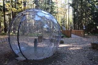 Małopolska też ma swoje molo. I to w koronach drzew! 