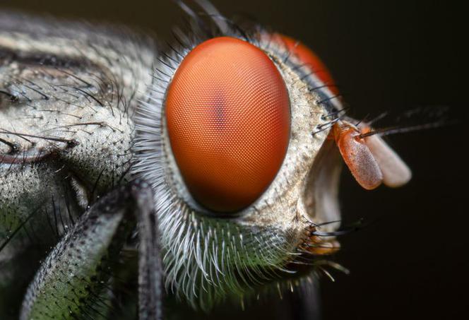 Mucha domowa ma wielkie oczy