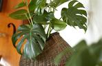 Monstera deliciosa, monstera dziurawa