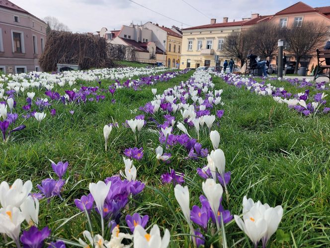 Dywan z krokusów w Rzeszowie