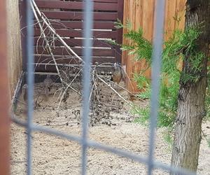 W Mini Zoo w Lesznie zamieszkały nowe ptaki. Wśród nich jeden z najpiękniejszych bażantów