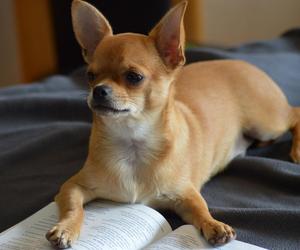 Pies wtargnął na posesję i zagryzł chihuahuę. Szokujące nagranie