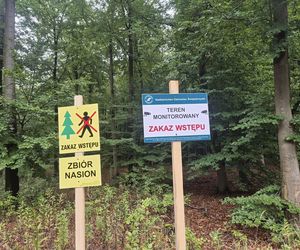 Lasy Świętokrzyskie. W miejscach zbioru nasion ZAKAZ wejścia do lasu