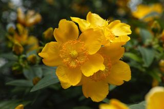 Dziurawiec 'Hidcote'