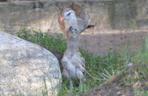 Gdańsk: Flaming oraz kariama czerwononoga przyszły na świat w oliwskim zoo