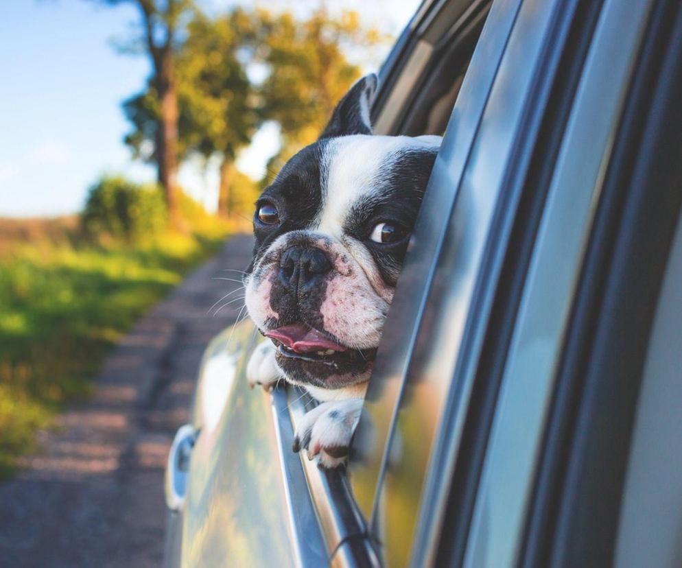 Pies, Podróż, Samochód