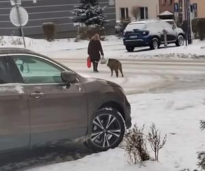 Dziki zaatakowały kobietę w centrum Jaworzna 