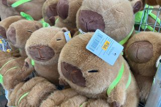 Kapibary w Krynicy Morskiej - ceny 