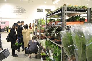 Festiwal Roślin Doniczkowych w Lublinie