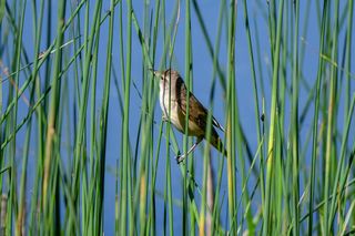 Ptasi raj niedaleko Łodzi. Rezerwat Jeziorsko to jedna z najbardziej niedocenianych atrakcji w regionie